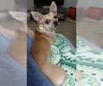 Small #1 Chihuahua