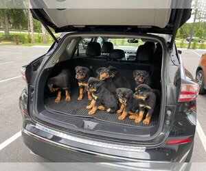 Rottweiler Dogs for adoption in ASHBURN, VA, USA