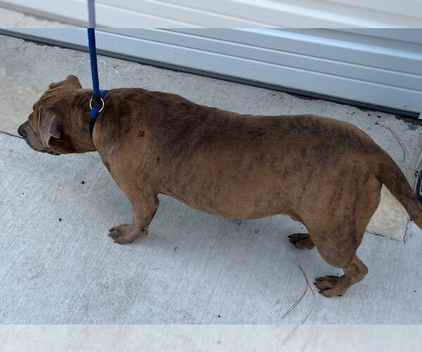 Medium Photo #4 Mutt Puppy For Sale in Tarboro, NC, USA