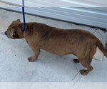 Small #3 Mutt