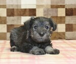 Small #1 Schnauzer (Miniature)