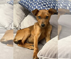 Labrador Retriever-Unknown Mix Dogs for adoption in San Diego, CA, USA