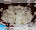 Small Photo #22 English Cream Golden Retriever Puppy For Sale in RINGGOLD, GA, USA