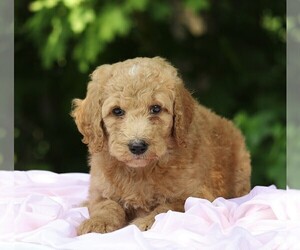 Poodle (Standard) Puppy for sale in FREDERICKSBG, OH, USA