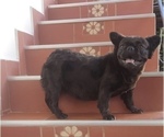 Small Photo #1 French Bulldog Puppy For Sale in SAN MATEO, CA, USA