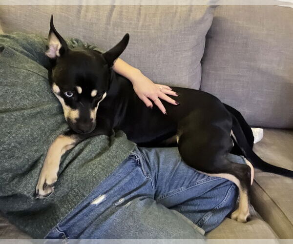 Medium Photo #5 Australian Kelpie-Unknown Mix Puppy For Sale in Corona, CA, USA