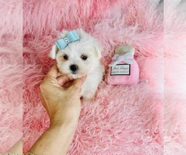 Medium Photo #5 Maltese Puppy For Sale in TAMPA, FL, USA