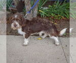 Small #2 Australian Shepherd Mix