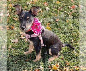 Mutt Dogs for adoption in St. Louis Park, MN, USA
