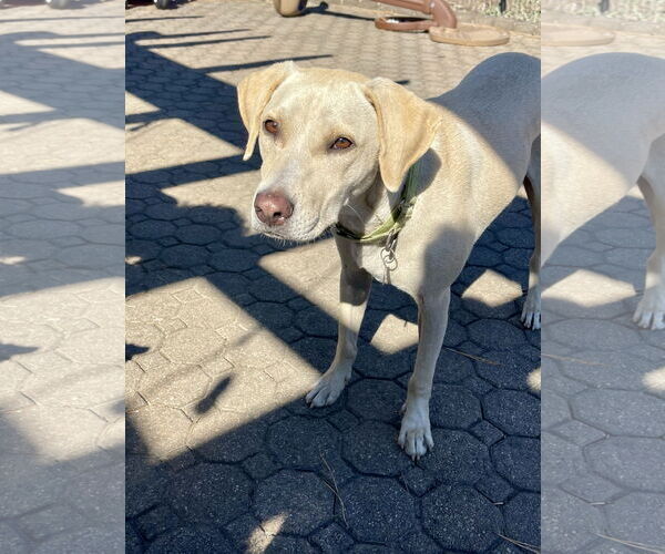 Medium Photo #3 Labrador Retriever-Unknown Mix Puppy For Sale in Oakhurst, NJ, USA