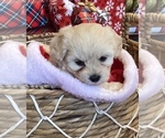 Puppy Dixie ShihPoo