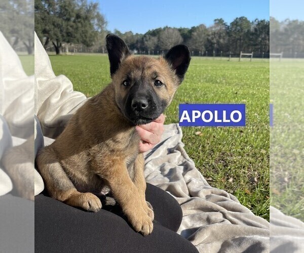 Medium Photo #1 Malinois Puppy For Sale in KILN, MS, USA