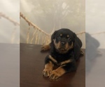Small Photo #17 Rottweiler Puppy For Sale in ANTIOCH, CA, USA