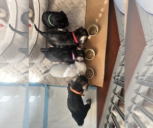 Schnauzer (Miniature) Puppy for sale in BEDFORD, OH, USA