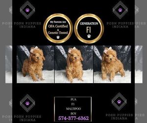 Maltipoo Puppy for sale in WARSAW, IN, USA