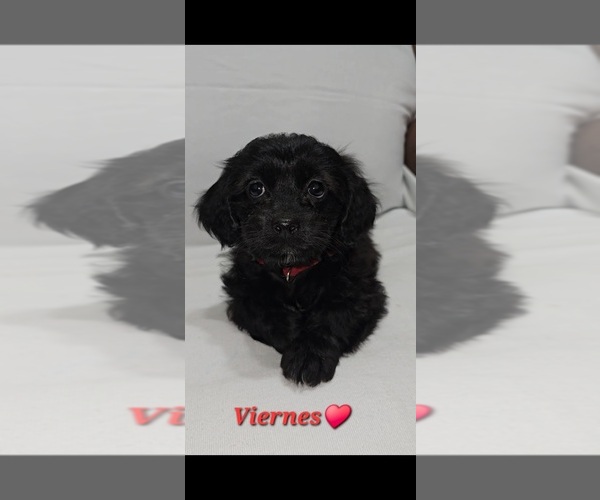 Medium Photo #6 Shih-Poo Puppy For Sale in CHARLOTTE, NC, USA