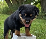 Puppy Vivian Rottweiler