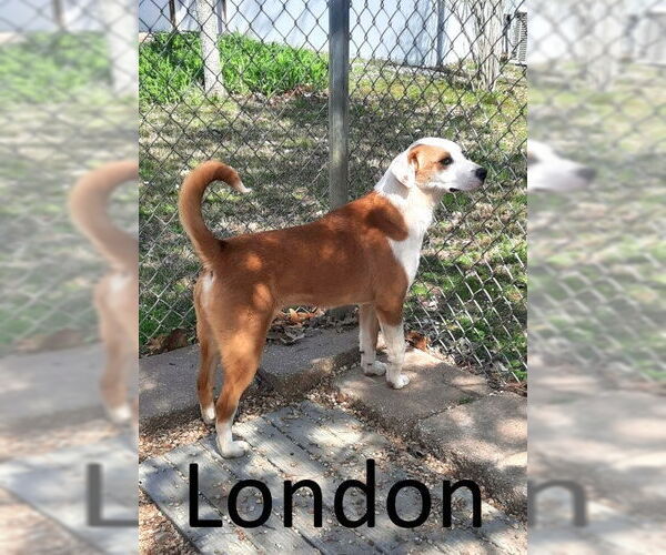 Medium Photo #6 Bull Terrier-Labrador Retriever Mix Puppy For Sale in Mountain View, AR, USA
