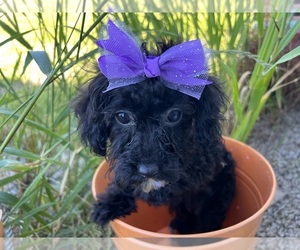 Poodle (Miniature) Puppy for sale in DUNDEE, OH, USA