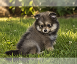 Small Photo #5 Pomeranian Puppy For Sale in CLARE, MI, USA