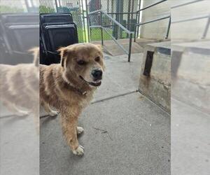 Chow Chow-Unknown Mix Dogs for adoption in Texas City, TX, USA