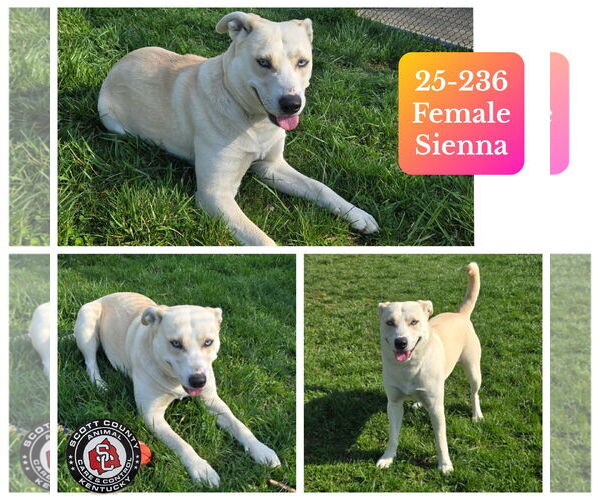 Medium Photo #2  Puppy For Sale in , 
