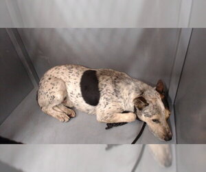 Mutt Dogs for adoption in Downey, CA, USA