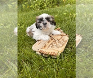 Shih Tzu Puppy for sale in MIDDLEBURY, IN, USA