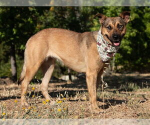 Australian Cattle Dog-German Shepherd Dog Mix Dogs for adoption in San Andreas, CA, USA