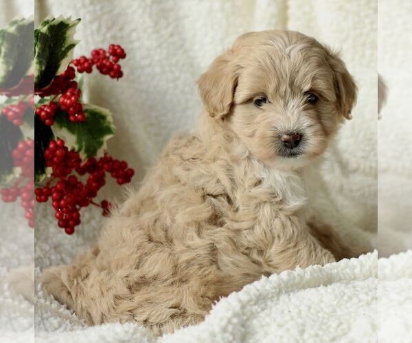 Medium Photo #3 Havapoo Puppy For Sale in LEOLA, PA, USA