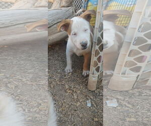 Australian Shepherd-Red Heeler Mix Dogs for adoption in Pena Blanca, NM, USA