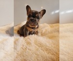 Small Photo #3 French Bulldog Puppy For Sale in FRANKFORD, MO, USA