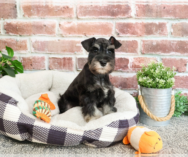 Medium Photo #7 Schnauzer (Miniature) Puppy For Sale in SYRACUSE, IN, USA