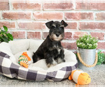 Small #6 Schnauzer (Miniature)