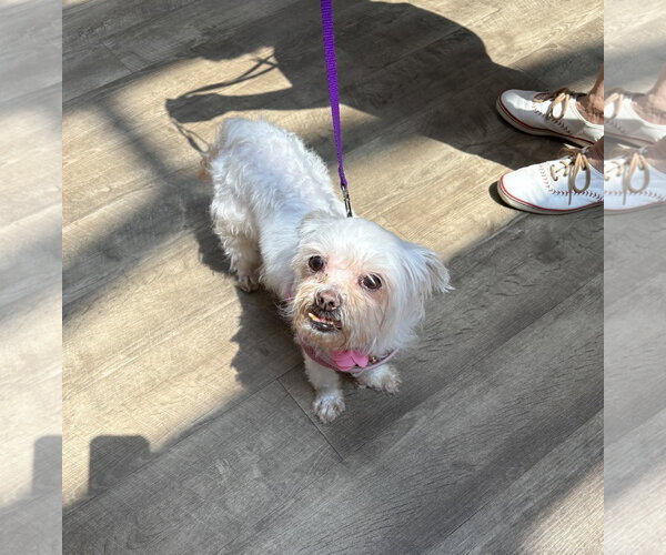 Medium Photo #5 Maltese-Unknown Mix Puppy For Sale in Wheaton, IL, USA