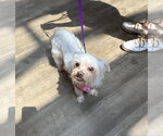 Small #4 Maltese Mix