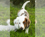 Small #7 Dachshund