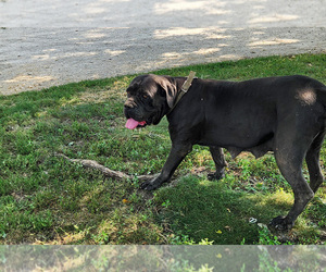 Mother of the Cane Corso puppies born on 06/14/2025