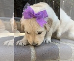 Small Photo #78 Golden Retriever Puppy For Sale in SACRAMENTO, CA, USA