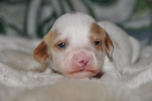Medium Photo #3 Cavapoo Puppy For Sale in PHOENIX, AZ, USA