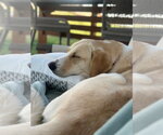 Small Photo #7 Labrador Retriever-Unknown Mix Puppy For Sale in Sandy, UT, USA