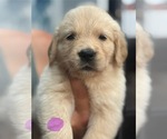 Puppy Lavender Golden Retriever