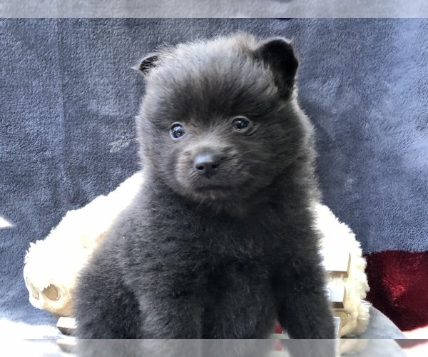 Medium Photo #1 Pomeranian Puppy For Sale in CLAY, PA, USA