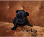 Small #11 French Bulldog