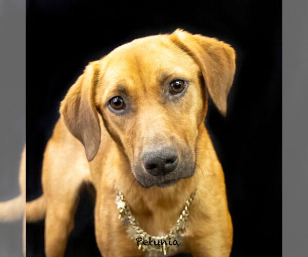 Medium Photo #2 Mutt Puppy For Sale in Hot Springs Village, AR, USA