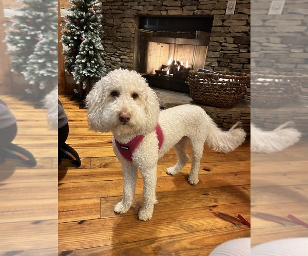 Medium Photo #1 Miniature Labradoodle Puppy For Sale in MURPHY, NC, USA