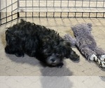 Small #1 ShihPoo