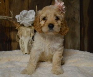 Cock-A-Poo Puppy for sale in HONEY BROOK, PA, USA