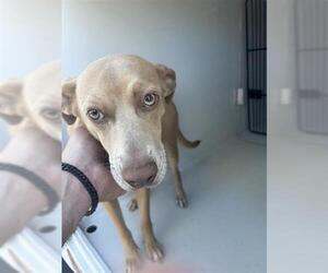 American Pit Bull Terrier-Unknown Mix Dogs for adoption in Houston, TX, USA