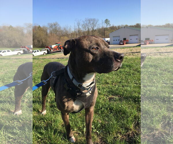 Medium Photo #2 American Pit Bull Terrier Puppy For Sale in Pottstown, PA, USA